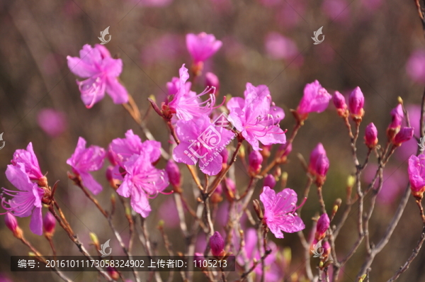 杜鵑花