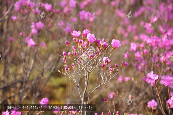 杜鵑花