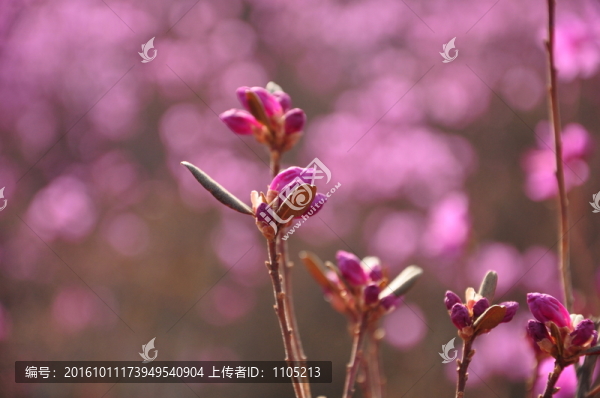 杜鵑花