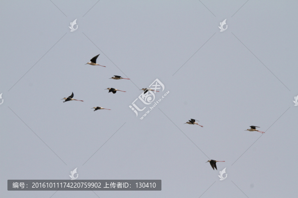 長腳鷸