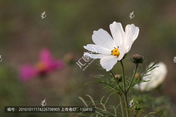 格?；? title=