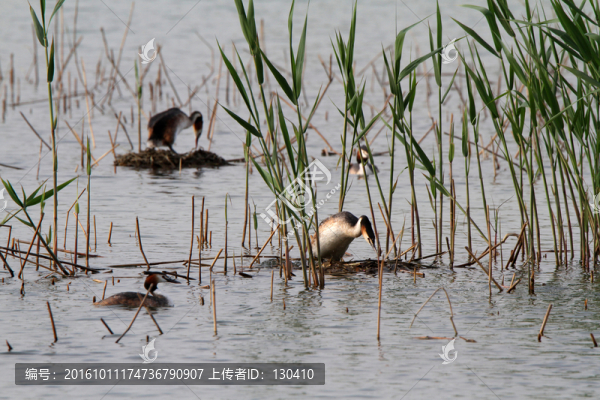 鳳頭??