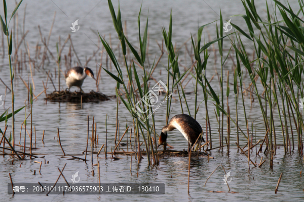 鳳頭??
