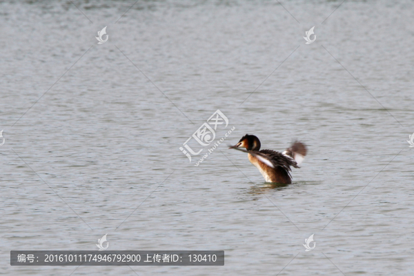 鳳頭??