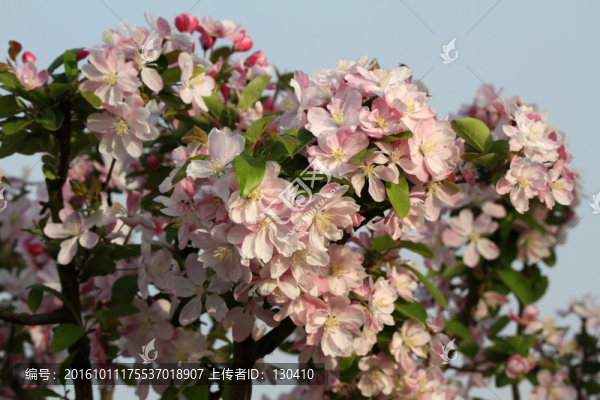 海棠花
