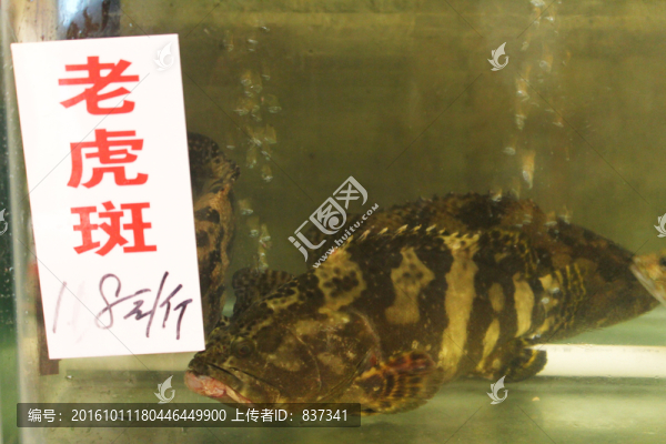 老虎斑