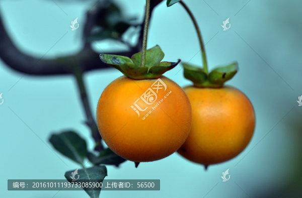 金彈子
