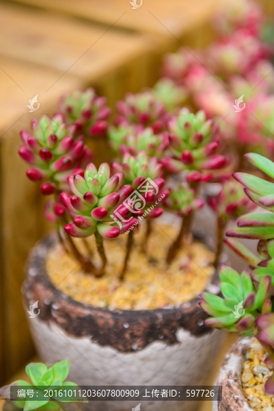 多肉植物,虹之玉錦