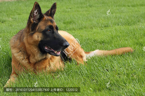 德國牧羊犬的男性