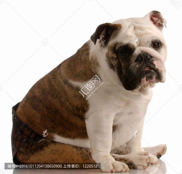英國斗牛犬穿熱褲是因為她在季節(jié)或熱