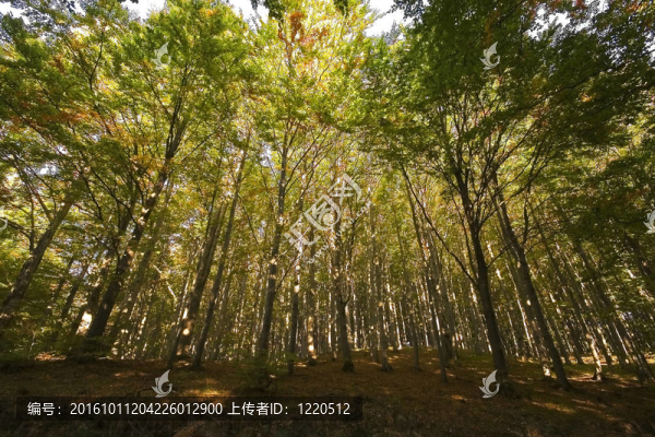 夏季綠色森林