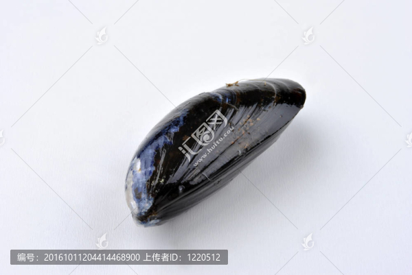 一個(gè)新鮮的有機(jī)貽貝和白色背景