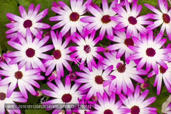 紫色的Aster,Cluster