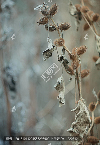 蒺藜荊棘特寫
