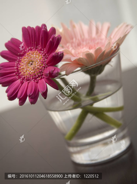 Gerbera的雛菊