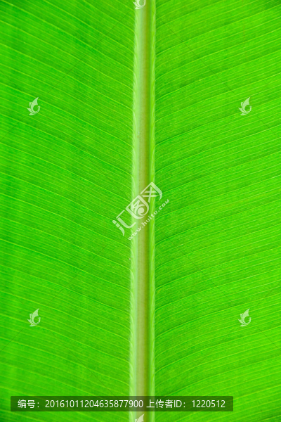 熱帶樹(shù)葉
