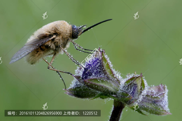 大蜂虻