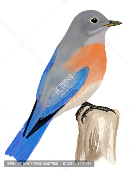 西方知更鳥