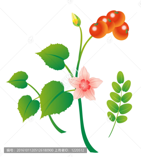 番茄