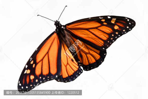 帝王蝶（Danaus,plexippus）分離