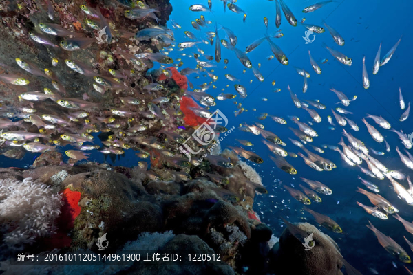 金色清掃和海洋