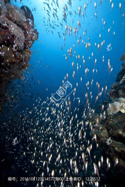 金色清掃和海洋