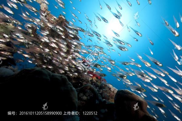 金色清掃和海洋