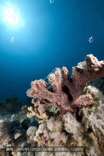 海洋和海綿