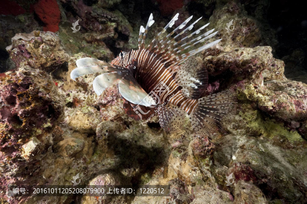 獅子魚和珊瑚