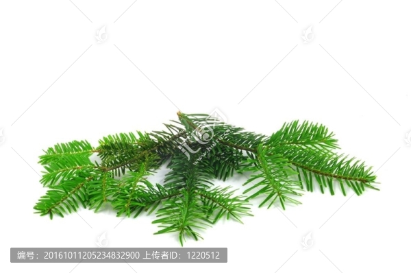 鮮綠冷杉枝