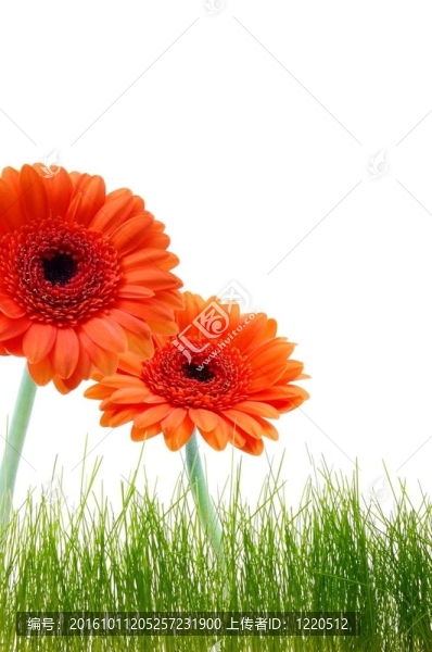 鮮花賀卡