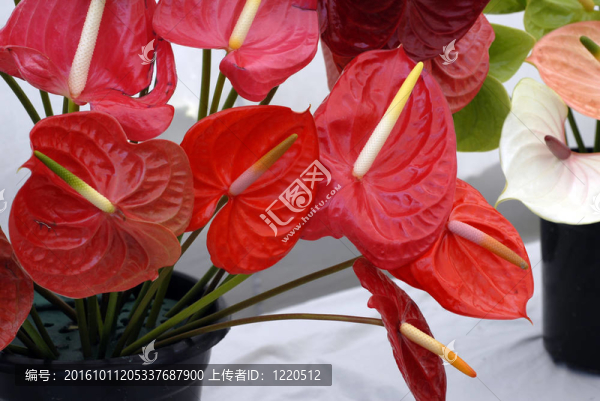 紅anturium花