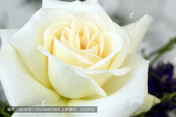 白玫瑰的花
