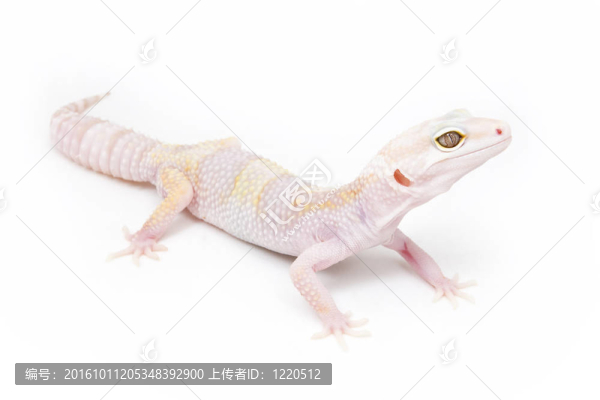 幽靈豹壁虎