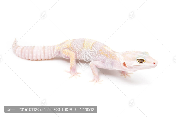 幽靈豹壁虎