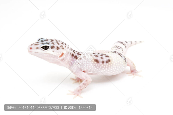 拉低豹紋守宮