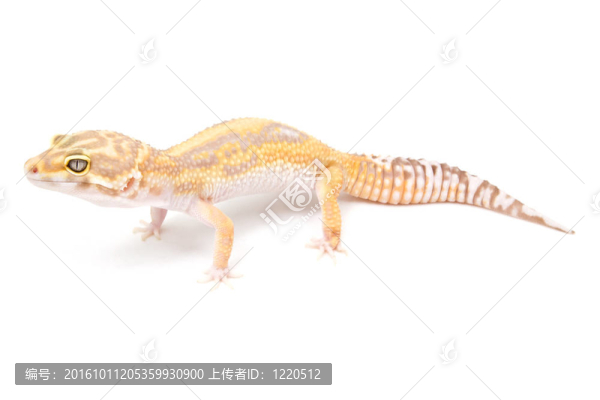 川普白化豹紋守宮