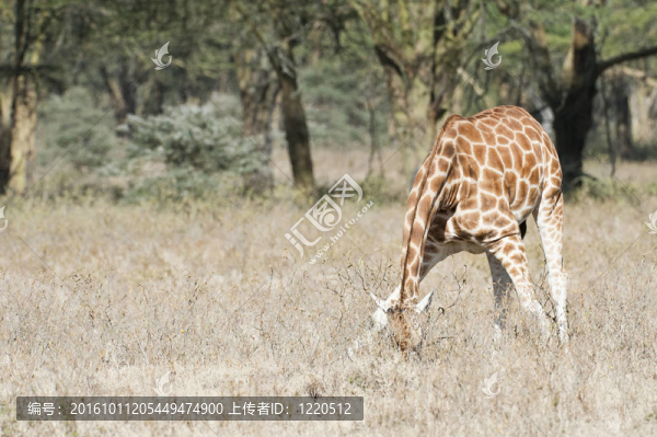 Rothschild,Giraffe飼