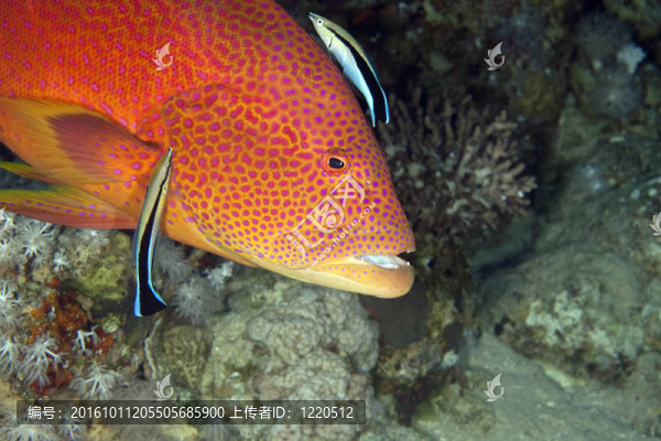 lyretail石斑魚