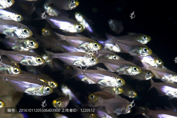 金色清掃
