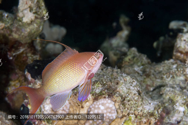 lyretail,anthias