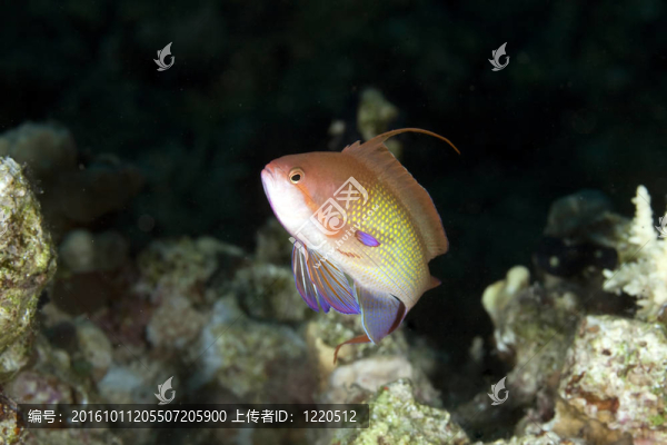 lyretail,anthias