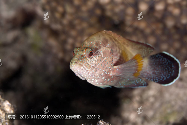 石斑魚