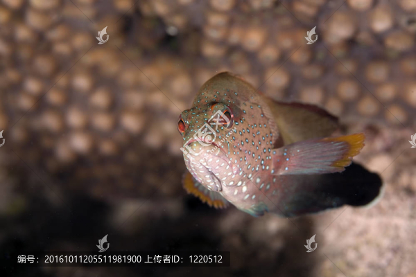 石斑魚