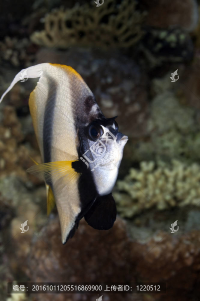 鰭魚