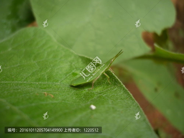 昆蟲