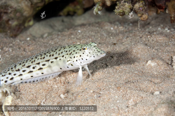 斑點(diǎn)sandperch