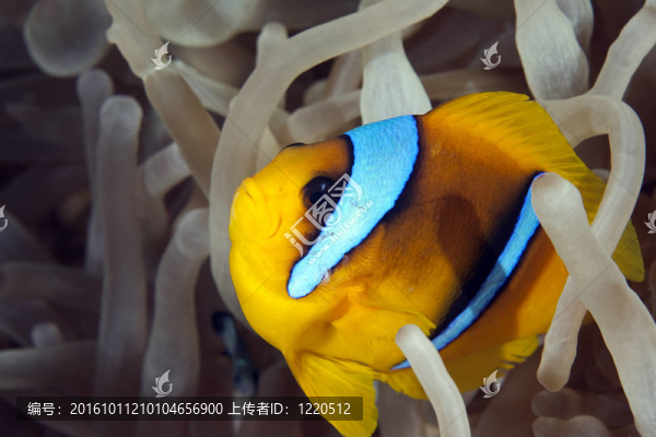 小丑魚
