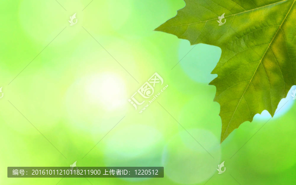 美麗的綠葉與綠色背景的春天