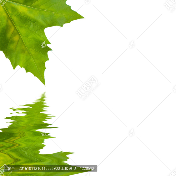 美麗的綠葉在春天的白色隔離